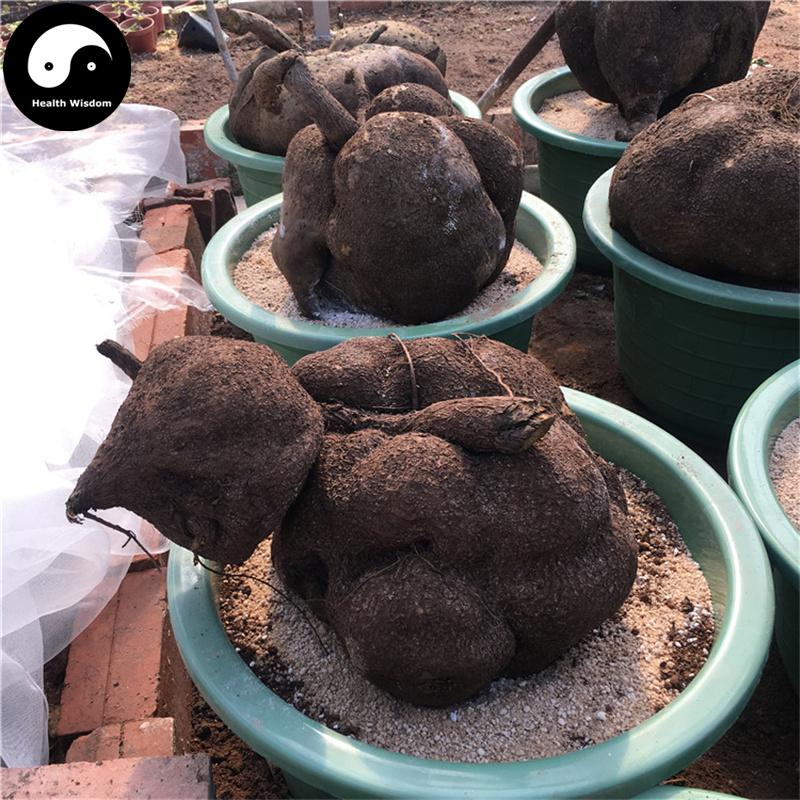 Jin Bu Huan Gen 金不换根, Stephania Sinica Root, Xue Dan-Health Wisdom™