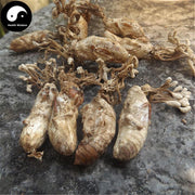 Jin Chan Hua 金蝉花, Ophiocordyceps Sobolifera, Cicada Fungus-Health Wisdom™
