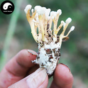 Jin Chan Hua 金蝉花, Ophiocordyceps Sobolifera, Cicada Fungus-Health Wisdom™