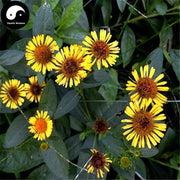 Jin Fei Cao 金沸草, Herba Inula Japonica, Jin Fou Cao, Xuan Fu Geng-Health Wisdom™