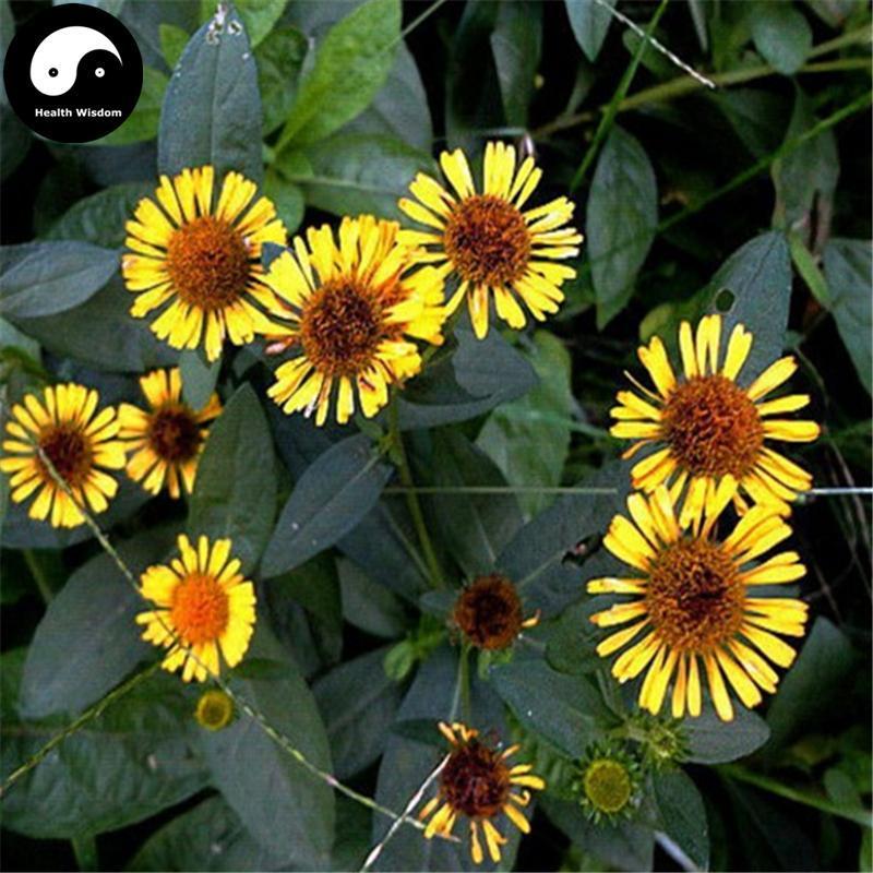 Jin Fei Cao 金沸草, Herba Inula Japonica, Jin Fou Cao, Xuan Fu Geng-Health Wisdom™