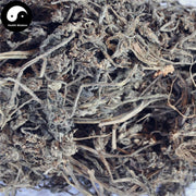 Jin Gu Cao 筋骨草, Decumbent Bugle Herb, Herba Ajugae, Bai Mao Xia Ku Cao-Health Wisdom™