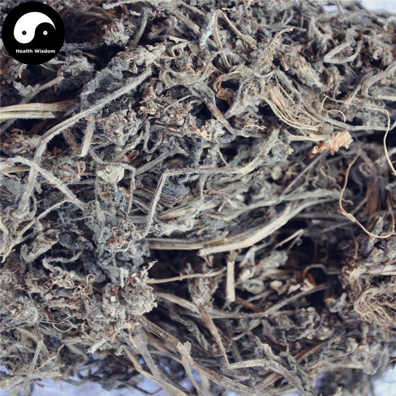 Jin Gu Cao 筋骨草, Decumbent Bugle Herb, Herba Ajugae, Bai Mao Xia Ku Cao-Health Wisdom™