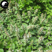 Jin Gu Cao 筋骨草, Decumbent Bugle Herb, Herba Ajugae, Bai Mao Xia Ku Cao-Health Wisdom™
