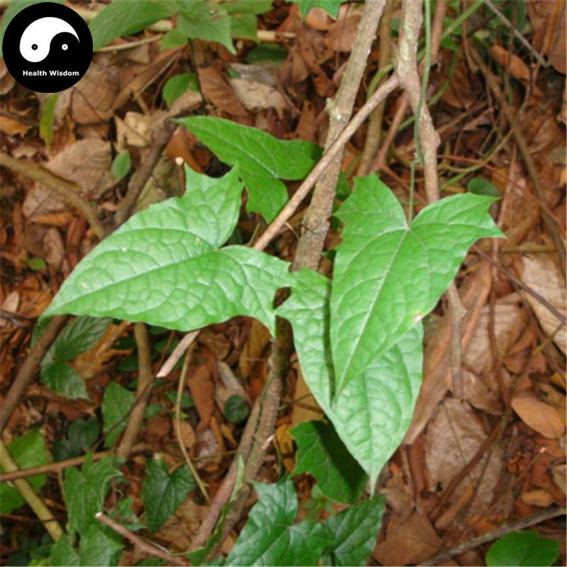 Jin Guo Lan 金果欖, Arrowshaped Tinospora Root, Radix Tinosporae, Di Ku Dan-Health Wisdom™