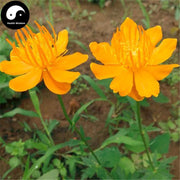Jin Lian Hua 金蓮花, Trollflower, Flos Trollius Chinensis, Chinese Globeflower Flower-Health Wisdom™