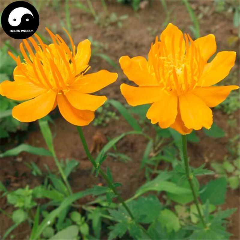 Jin Lian Hua 金蓮花, Trollflower, Flos Trollius Chinensis, Chinese Globeflower Flower-Health Wisdom™