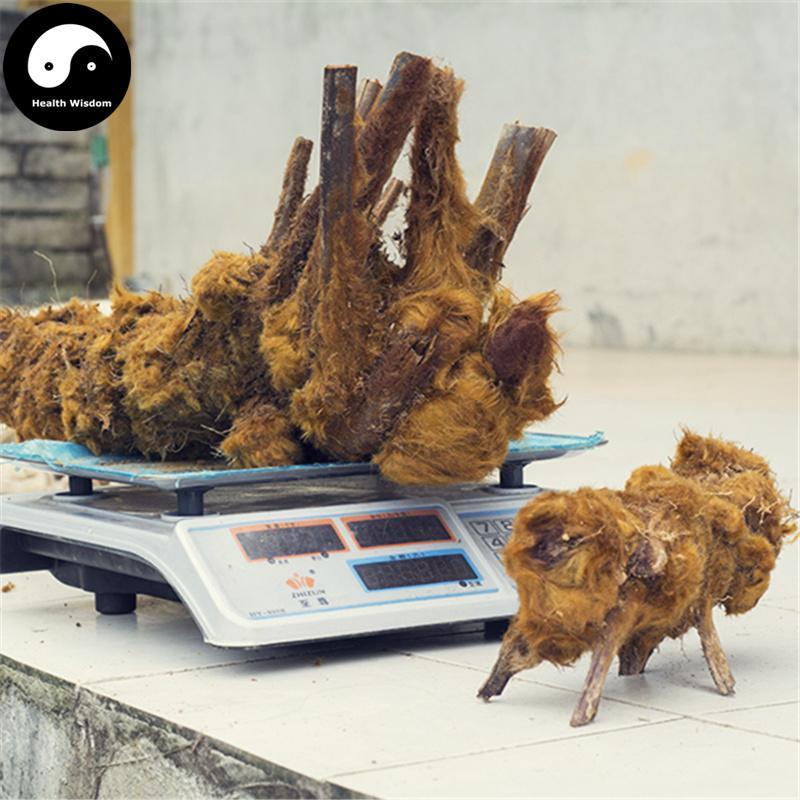 Jin Mao Gou Ji 金毛狗脊, Rhizoma Cibotii, Cibotium Barometz Root, Gou Ji-Health Wisdom™