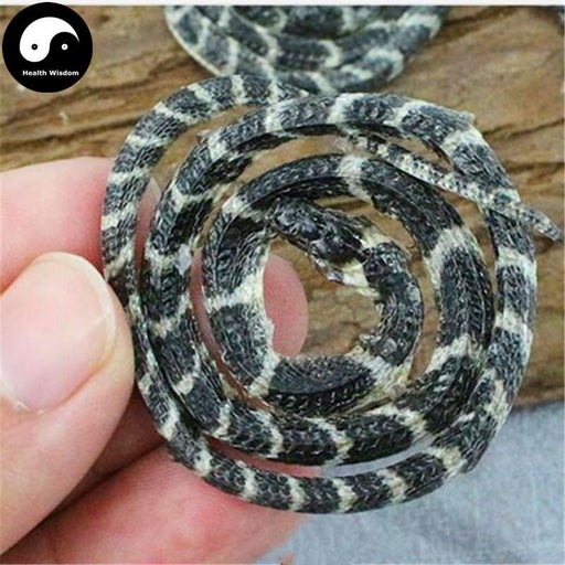 Jin Qian Bai Hua She 金钱白花蛇, Bungarus Multicinctus, Dried Herbal Snake