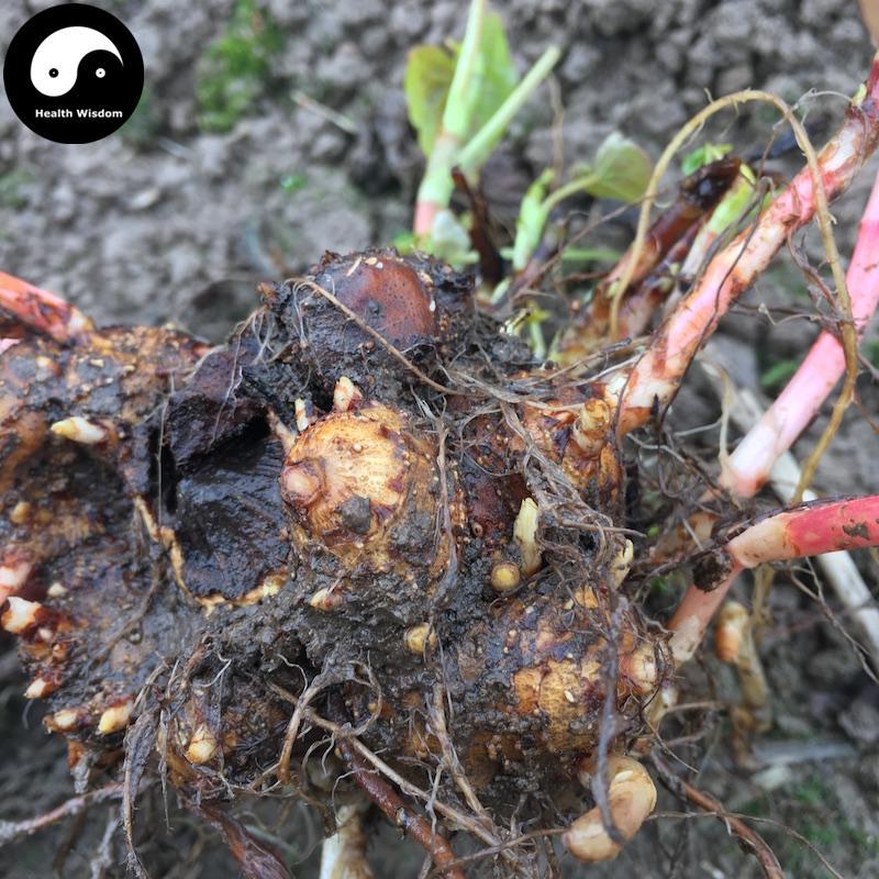 Jin Qiao Mai Gen 金蕎麥根, Wild Buckwheat Rhizome, Rhizoma Fagopyri Cymosi-Health Wisdom™