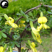 Jin Que Gen 金雀根, Chinese Peashrub Root, Radix Caraganae Sinicae, Bai Xin Pi-Health Wisdom™