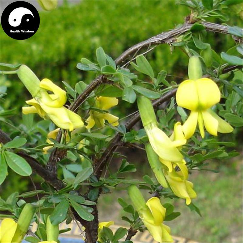 Jin Que Gen 金雀根, Chinese Peashrub Root, Radix Caraganae Sinicae, Bai Xin Pi-Health Wisdom™
