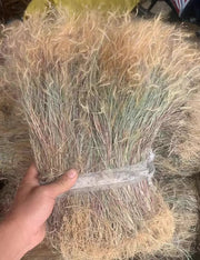 Jin Si Cao 金丝草, Herb Rough Melic, Pogonatherum Crinitum-Health Wisdom™