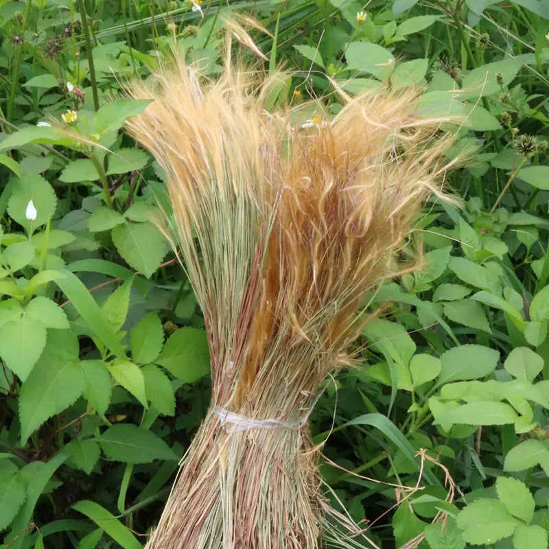 Jin Si Cao 金丝草, Herb Rough Melic, Pogonatherum Crinitum-Health Wisdom™