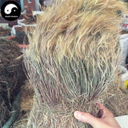 Jin Si Cao 金丝草, Herba Pogonatherum Crinitum, Luo Su, Huang Mao Cao-Health Wisdom™
