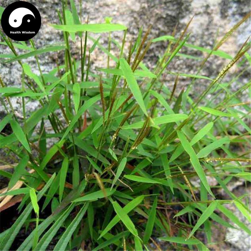 Jin Si Cao 金丝草, Herba Pogonatherum Crinitum, Luo Su, Huang Mao Cao-Health Wisdom™