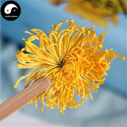 Jin Si Huang Ju 金丝皇菊, Flos Chrysanthemi, Florists Chrysanthemum Flower-Health Wisdom™