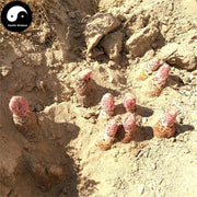Jin Suo Yang 金鎖陽, Herba Cynomorii, Songaria Cynomorium Herb-Health Wisdom™