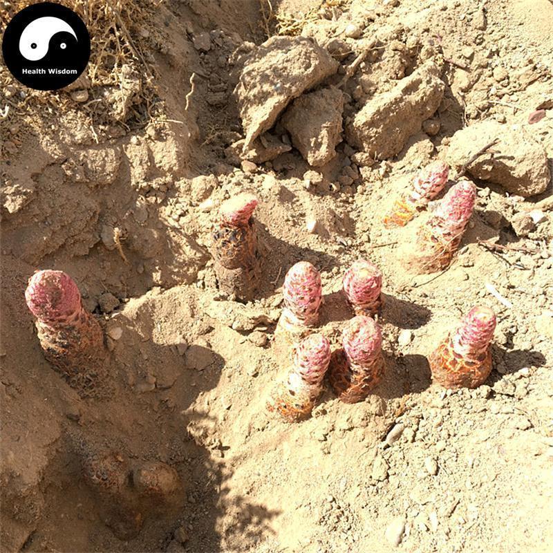 Jin Suo Yang 金鎖陽, Herba Cynomorii, Songaria Cynomorium Herb-Health Wisdom™
