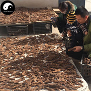 Jin Suo Yang 金鎖陽, Herba Cynomorii, Songaria Cynomorium Herb-Health Wisdom™