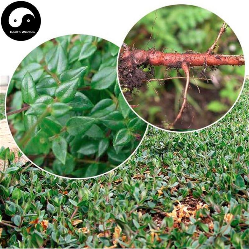 Jin Tie Suo 金鐵鎖, Radix Psammosilenes, Du Ding Zi, Psammosilene Tunicoides Root-Health Wisdom™