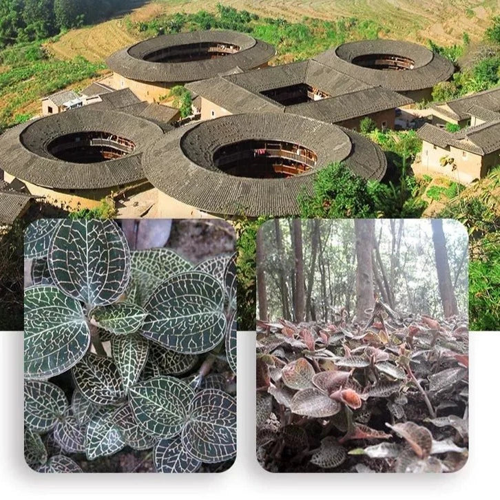 Jin Xian Lian Fen 金线莲粉, Pure Powder Herba Anoectochilus Roxburghii, Jin Xian Lan-Health Wisdom™