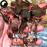 Jin Xian Lian 金线莲, Herba Anoectochilus Roxburghii, Jin Xian Lan-Health Wisdom™