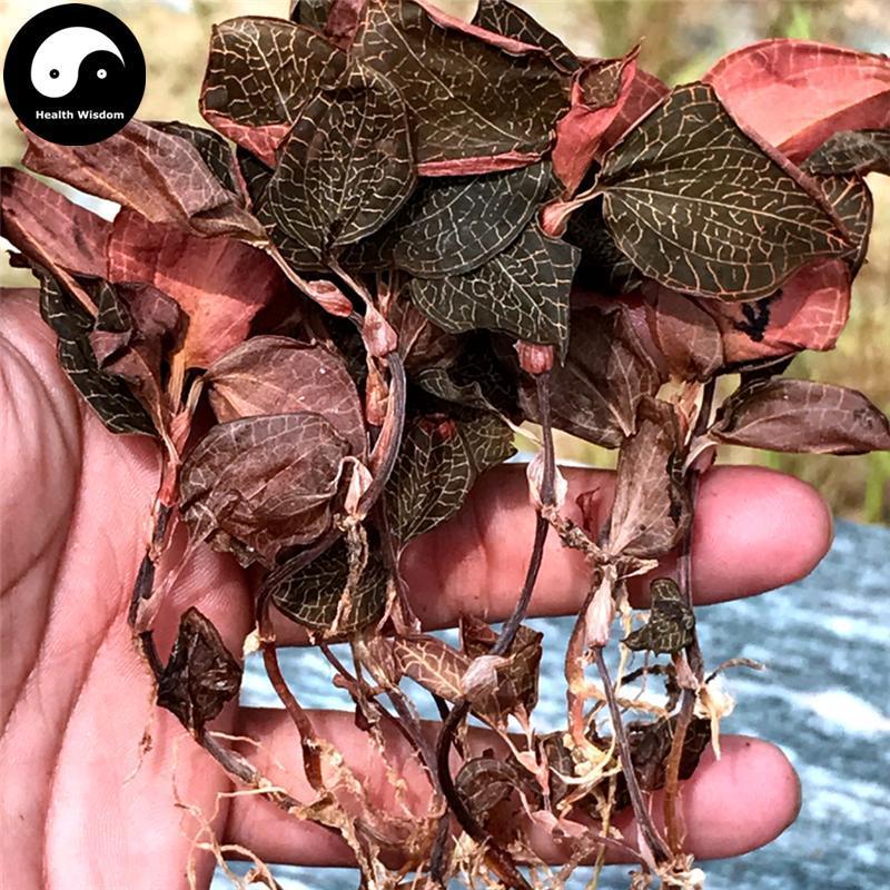 Jin Xian Lian 金线莲, Herba Anoectochilus Roxburghii, Jin Xian Lan-Health Wisdom™