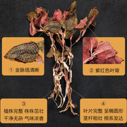 Jin Xian Lian 金线莲, Herba Anoectochilus Roxburghii, Jin Xian Lan-Health Wisdom™