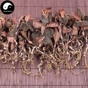 Jin Xian Lian 金线莲, Herba Anoectochilus Roxburghii, Jin Xian Lan-Health Wisdom™
