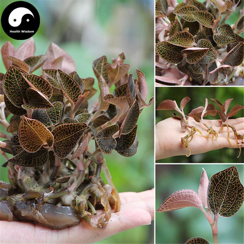 Jin Xian Lian Ye 金线莲叶, Herba Anoectochilus Roxburghii Leaf, Jin Xian Lan Leaves Tea-Health Wisdom™