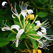 Jin Yin Hua 金銀花, Flos Lonicera Japonica, Honeysuckle Flower Tea-Health Wisdom™