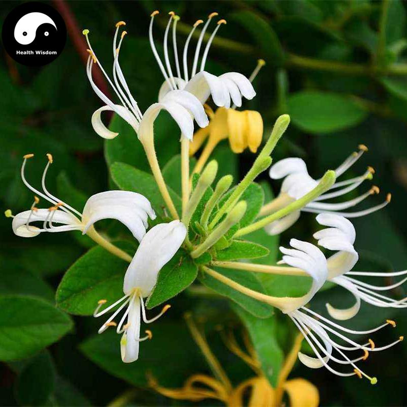 Buy Best Herb Jin Yin Hua 金銀花, Flos Lonicera Japonica, Honeysuckle — Health  Wisdom™