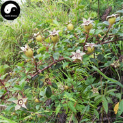 Jin Ying Zi Gen 金櫻子根, Cherokee Rose Root, Radix Rosa Laevigata-Health Wisdom™
