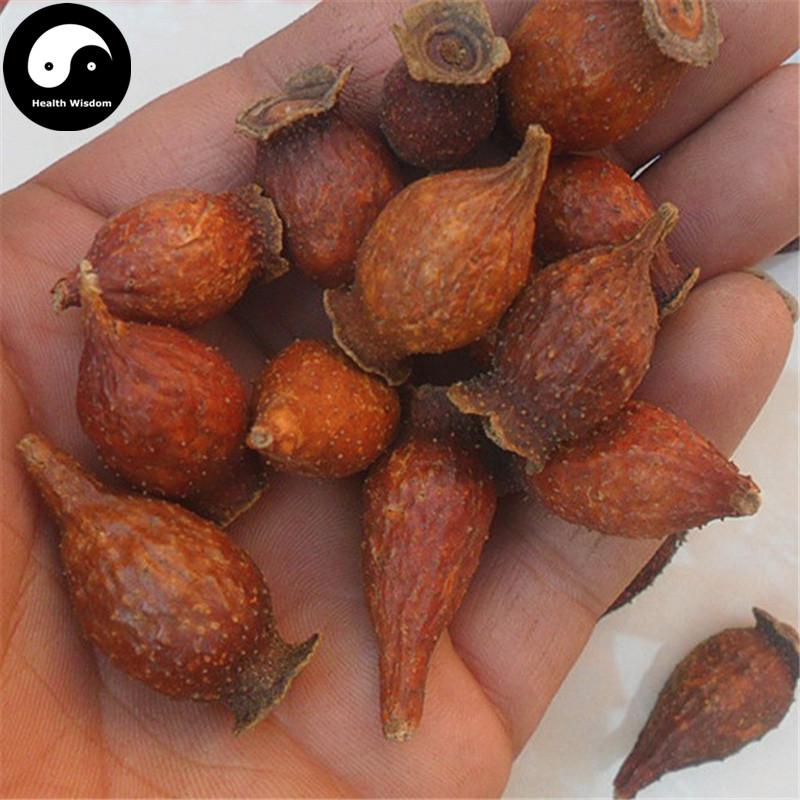 Jin Ying Zi 金櫻子, Fructus Rosae Laevigatae, Cherokee Rose Fruit Tea-Health Wisdom™