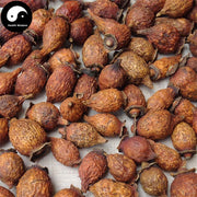 Jin Ying Zi 金櫻子, Fructus Rosae Laevigatae, Cherokee Rose Fruit Tea-Health Wisdom™