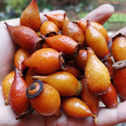 Jin Ying Zi 金櫻子, Fructus Rosae Laevigatae, Cherokee Rose Fruit Tea-Health Wisdom™