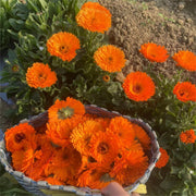Jin Zhan Ju Hua 金盏菊花, Flos Calendula Officinalis, Chrysanthemum Flower-Health Wisdom™