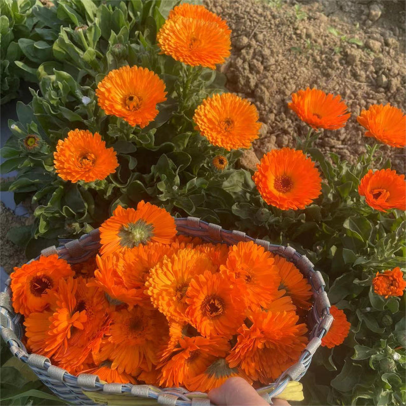 Jin Zhan Ju Hua 金盏菊花, Flos Calendula Officinalis, Chrysanthemum Flower-Health Wisdom™