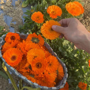 Jin Zhan Ju Hua 金盏菊花, Flos Calendula Officinalis, Chrysanthemum Flower-Health Wisdom™