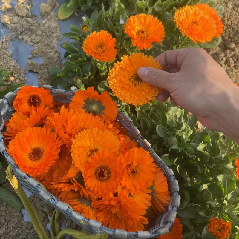 Jin Zhan Ju Hua 金盏菊花, Flos Calendula Officinalis, Chrysanthemum Flower-Health Wisdom™