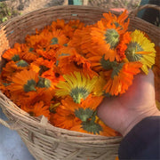 Jin Zhan Ju Hua 金盏菊花, Flos Calendula Officinalis, Chrysanthemum Flower-Health Wisdom™
