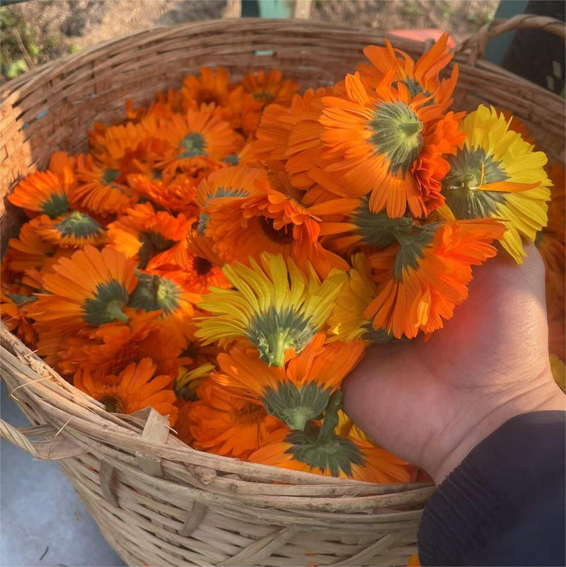 Jin Zhan Ju Hua 金盏菊花, Flos Calendula Officinalis, Chrysanthemum Flower-Health Wisdom™