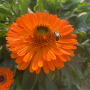 Jin Zhan Ju Hua 金盏菊花, Flos Calendula Officinalis, Chrysanthemum Flower-Health Wisdom™