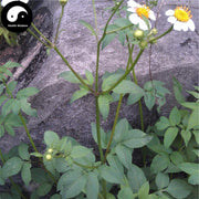 Jin Zhan Yin Pan 金盏银盘, Herba Bidens Biternata, Gui Zhen Cao-Health Wisdom™