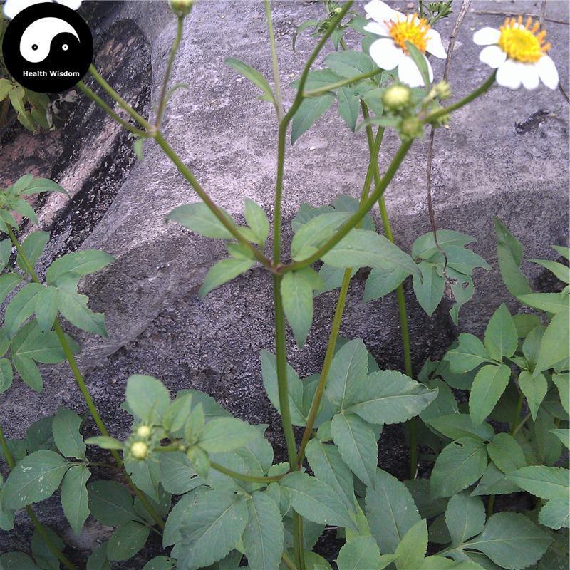 Jin Zhan Yin Pan 金盏银盘, Herba Bidens Biternata, Gui Zhen Cao-Health Wisdom™