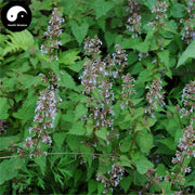 Jing Jie 荊芥, Herba Schizonepetae Fineleaf, Schizonepeta Herb-Health Wisdom™