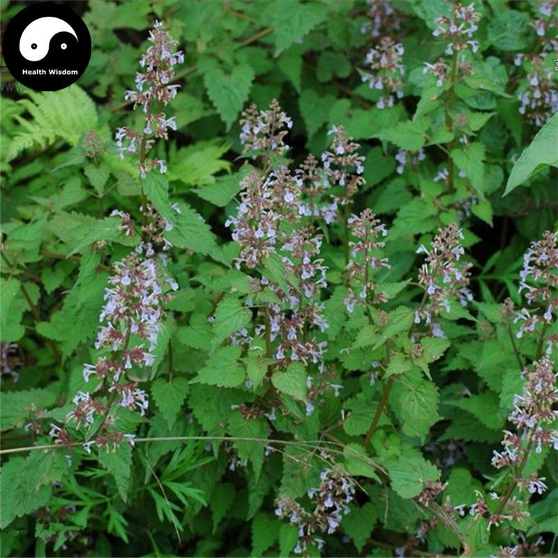 Jing Jie 荊芥, Herba Schizonepetae Fineleaf, Schizonepeta Herb-Health Wisdom™