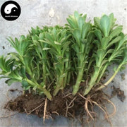 Jing Tian San Qi 景天三七, Aizoon Stonecrop Herb, Herba Sedi Aizoon, Xue Shan Cao, Fei Cai-Health Wisdom™
