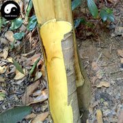 Jiu Bi Ying 救必應, Cortex Ilicis Rotundae, Ovateleaf Holly Bark, Bai Yin Shu Pi-Health Wisdom™